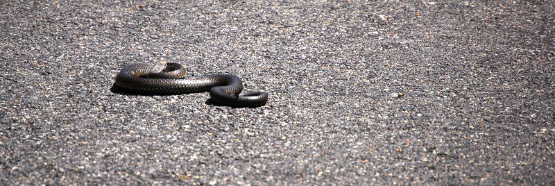 snake in Victoria- but which one?