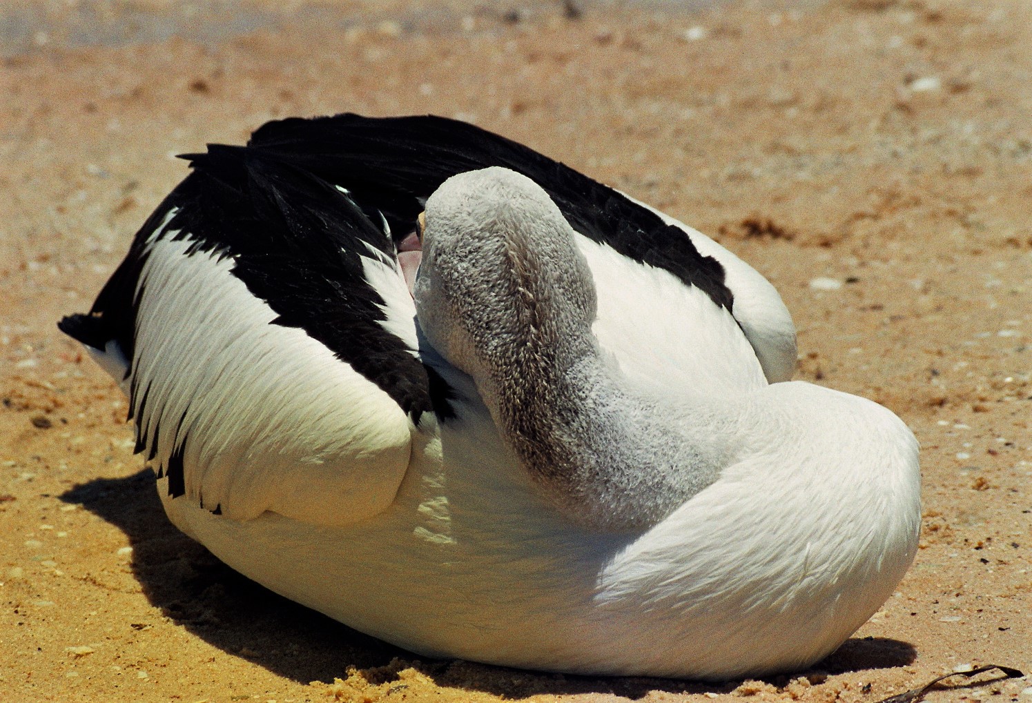 Snake like neck - Pelican