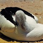 Snake like neck - Pelican