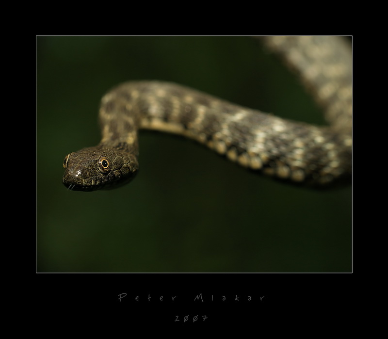 Snake look