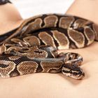 Snake ´n Skin