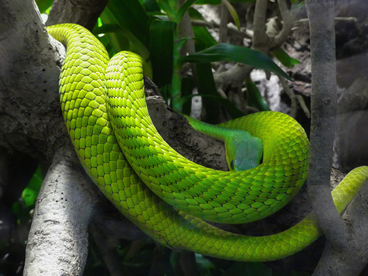 Snake on a branch