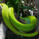 Snake on a branch