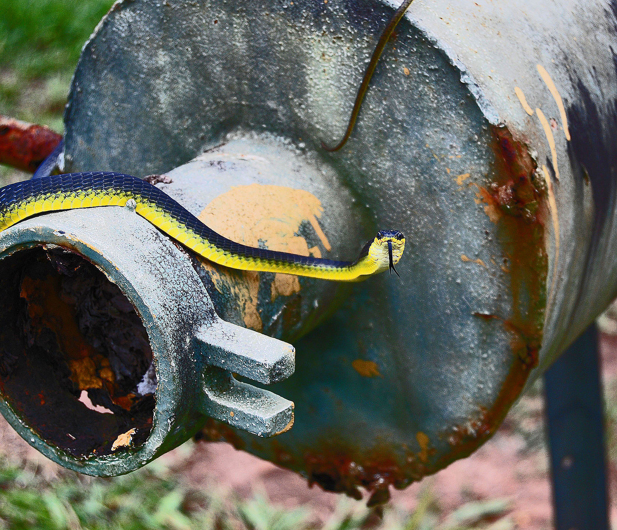 Snake on the Postbox in Koah, Australia