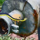 Snake on the Postbox in Koah, Australia