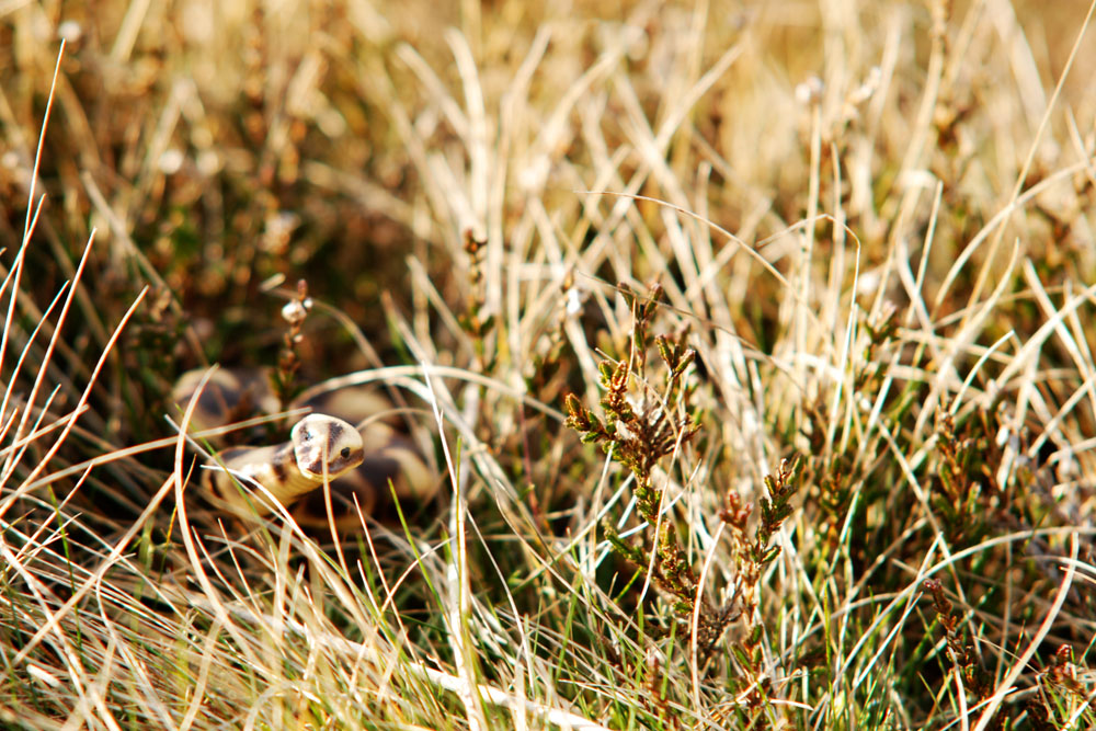 *** Snake Population auf Onaf*** HILFE...............