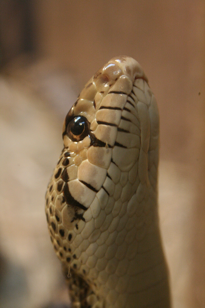 Snake San Diego Zoo