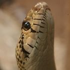 Snake San Diego Zoo