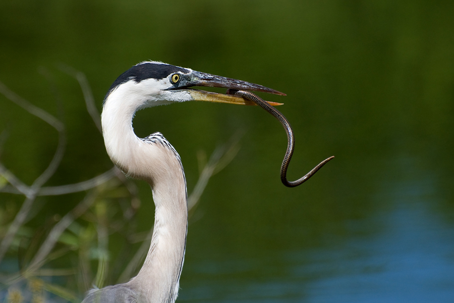 Snake Snack