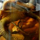 Snake Wine