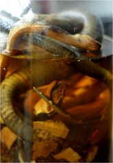 Snake Wine