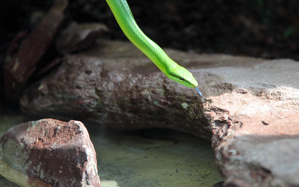 Snake with tongue