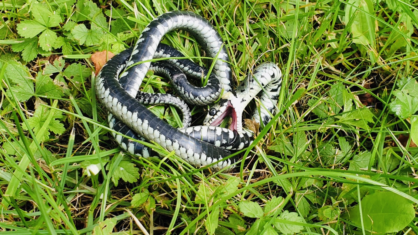 Snakebite