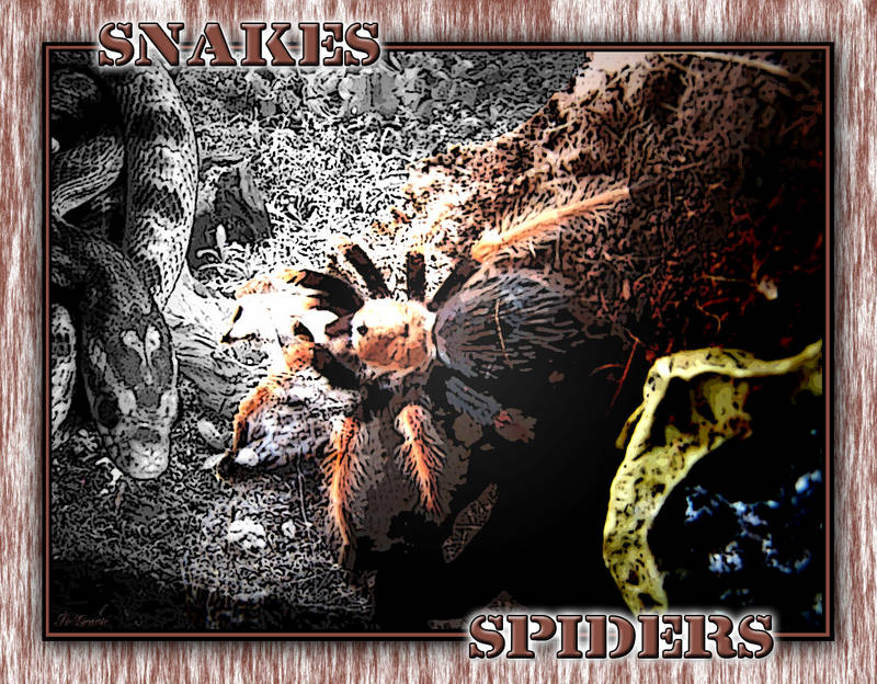 Snakes and Spiders....