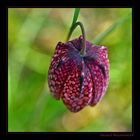 Snakes Head Fritilla / Checkered Lily / Schachblume, Liliaceae, Botanischer Garten, Linz, OOE / A