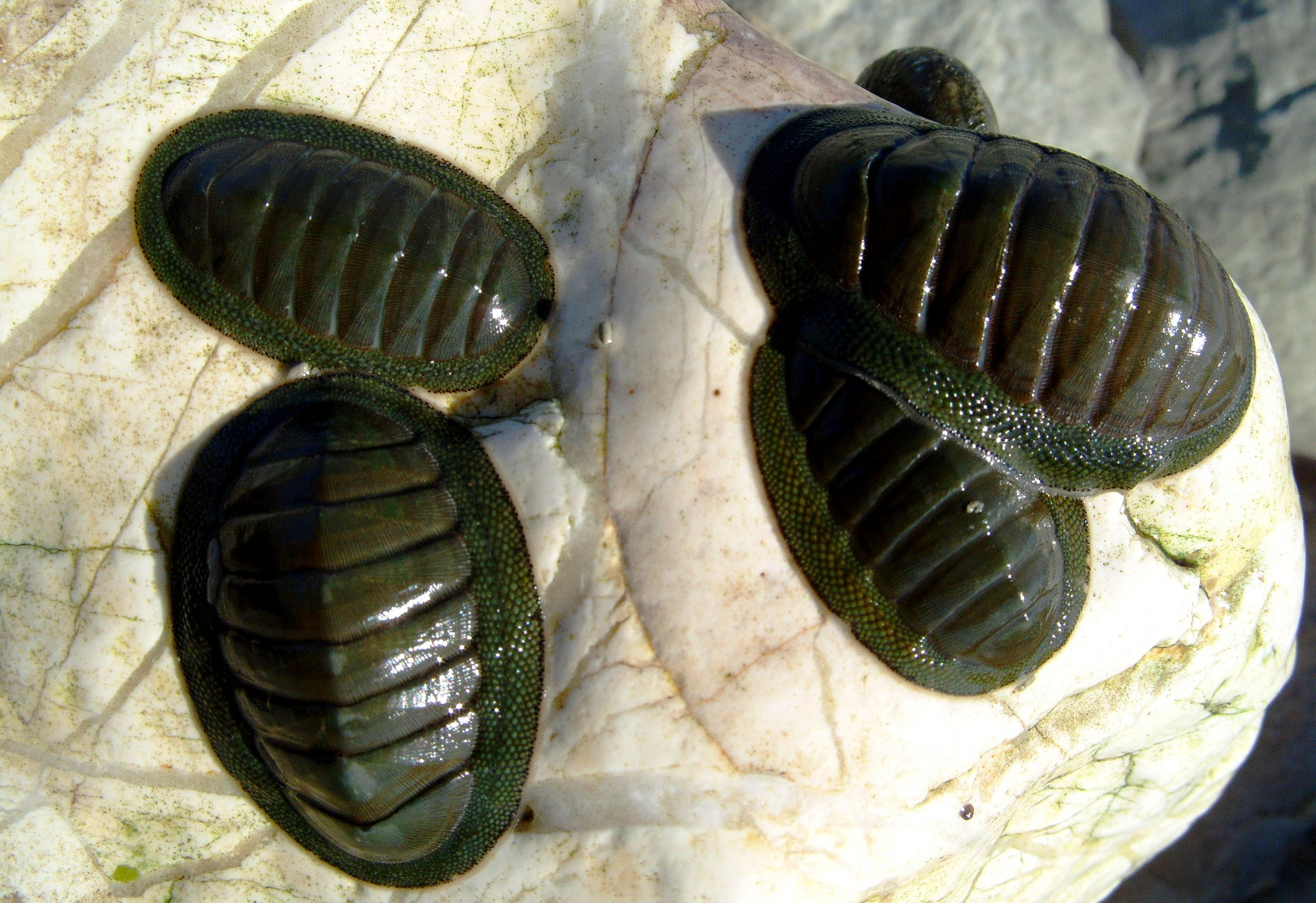 Snakeskin Chiton Sypharochiton pelliserpentis (1)