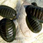 Snakeskin Chiton Sypharochiton pelliserpentis (1)