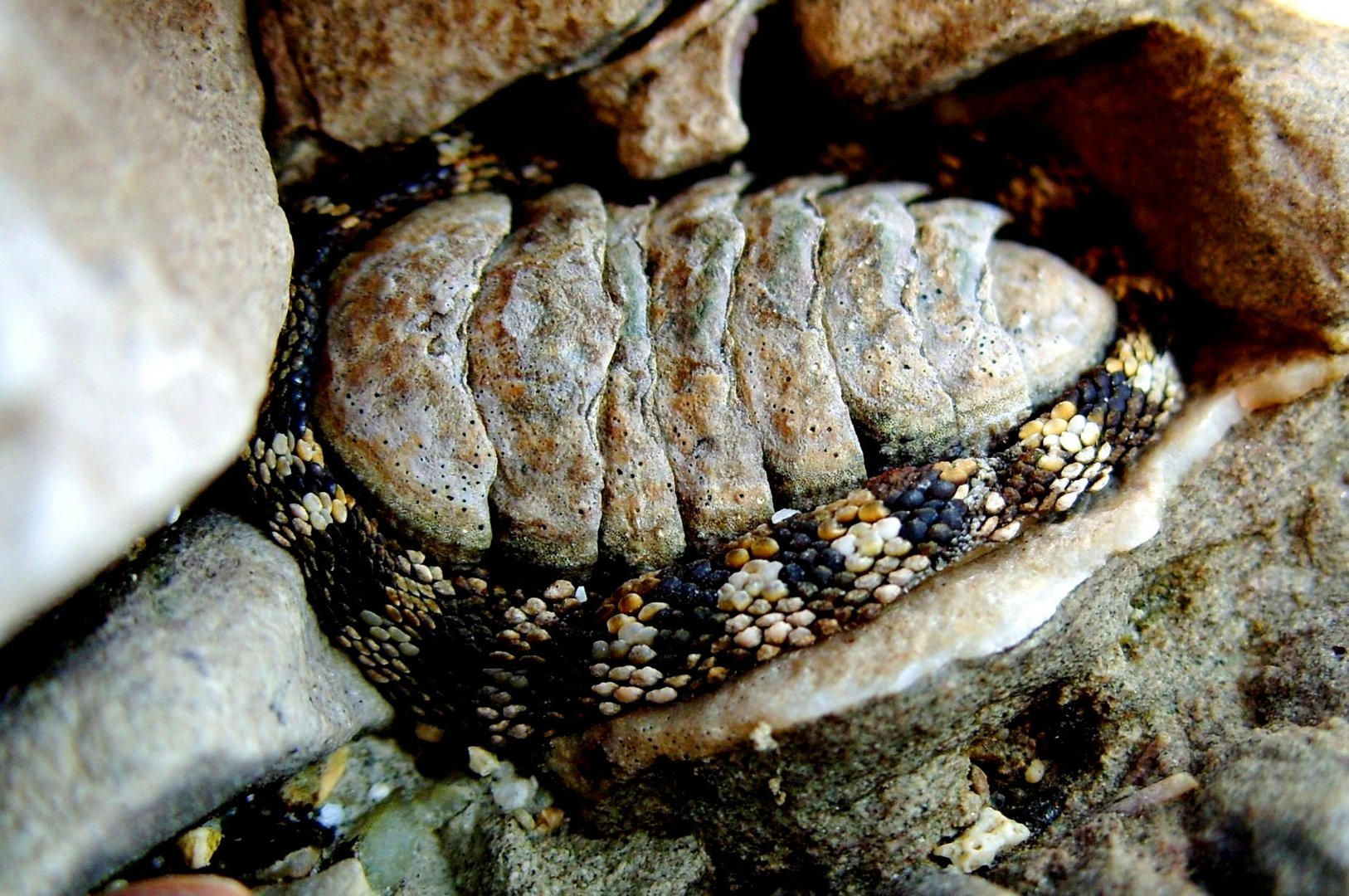 Snakeskin Chiton Sypharochiton pelliserpentis