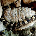 Snakeskin Chiton Sypharochiton pelliserpentis