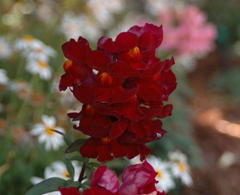 SNAPDRAGON