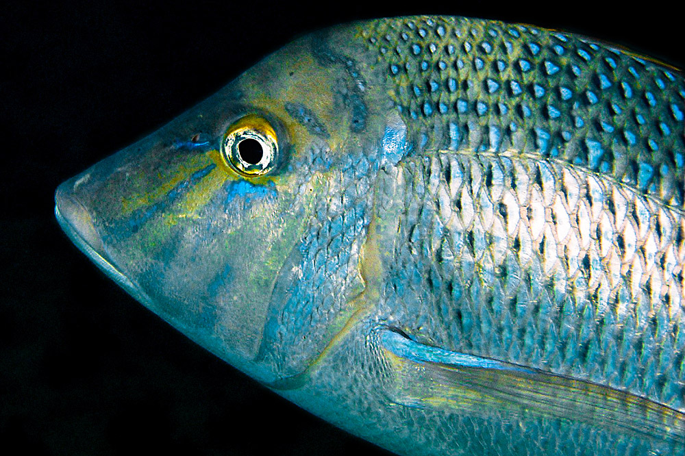 Snapper-Fish (Portrait)