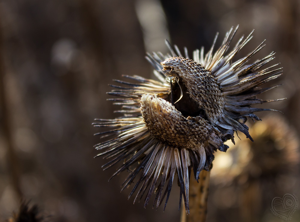 Snapping Plant