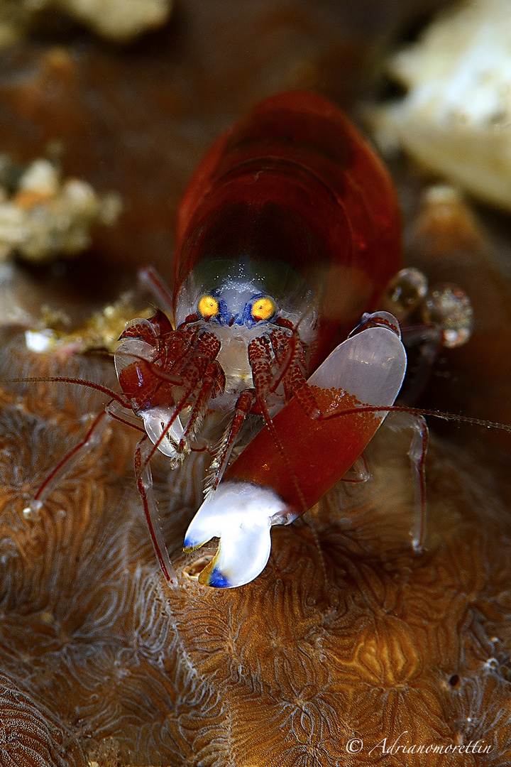 Snapping shrimp