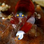 Snapping shrimp