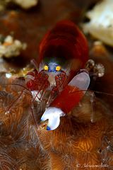 Snapping shrimp