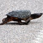 Snapping Turtle