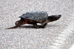 Snapping Turtle