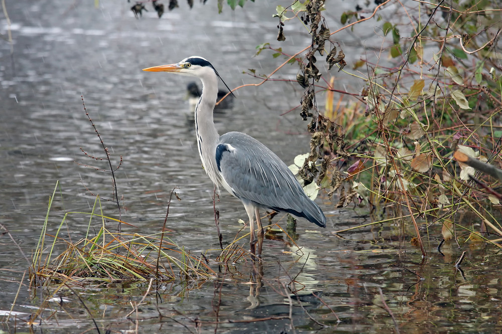 snapshot of gray heron