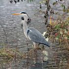 snapshot of gray heron