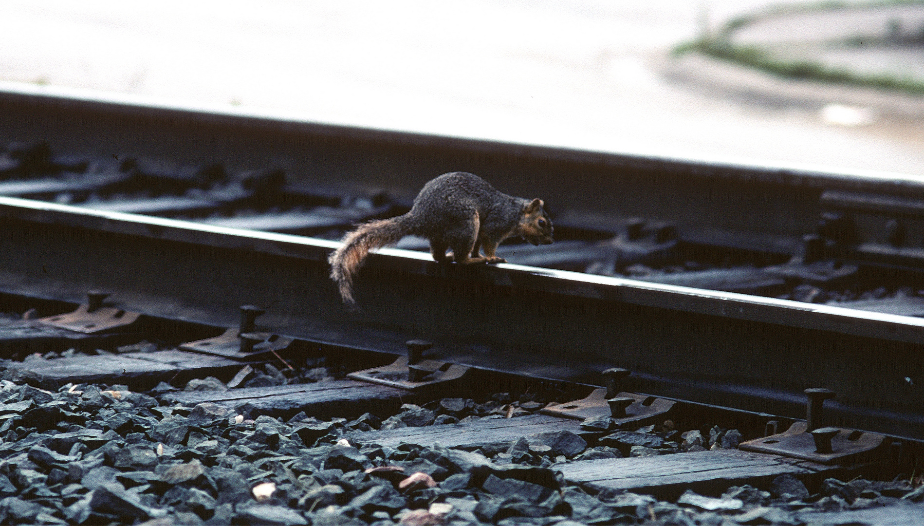 Snapshot, Trespassing or I feel the Train coming...