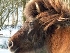 Snarpur im Winterkleid.