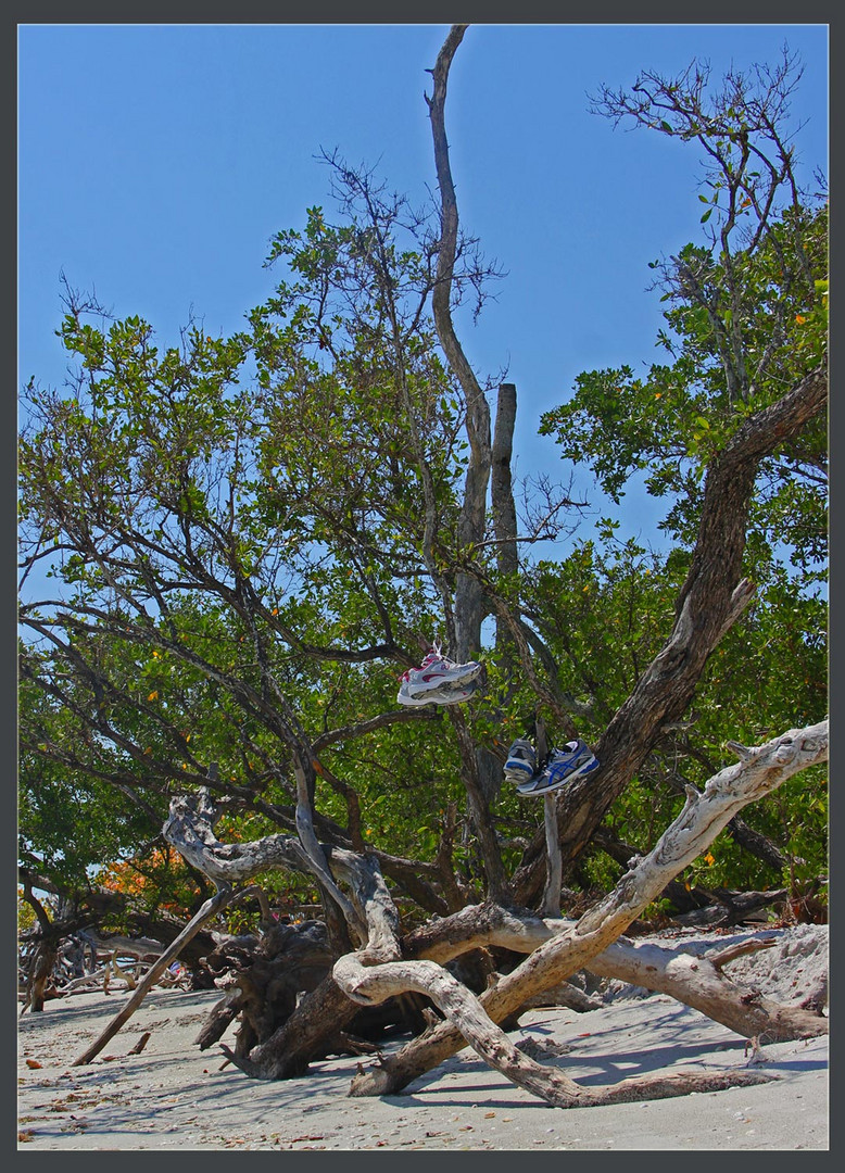 Sneakers Tree