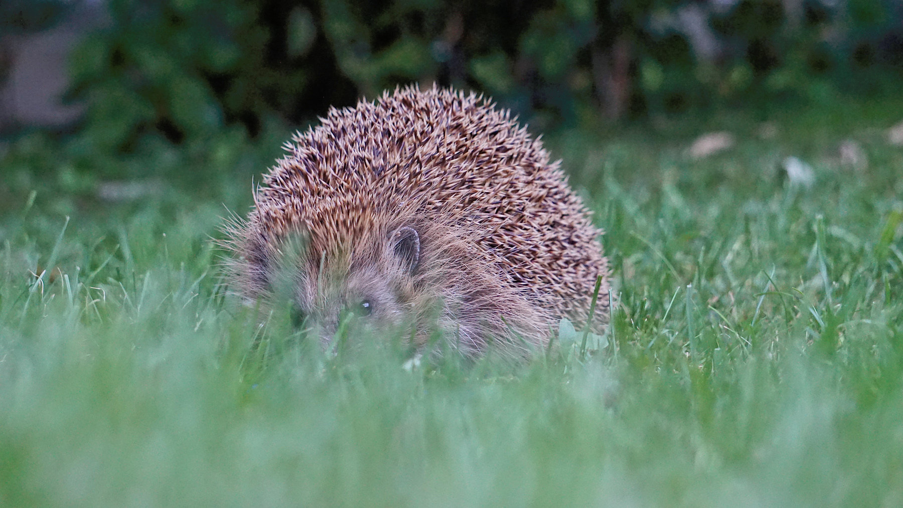 Sneaking hedgehog