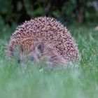 Sneaking hedgehog