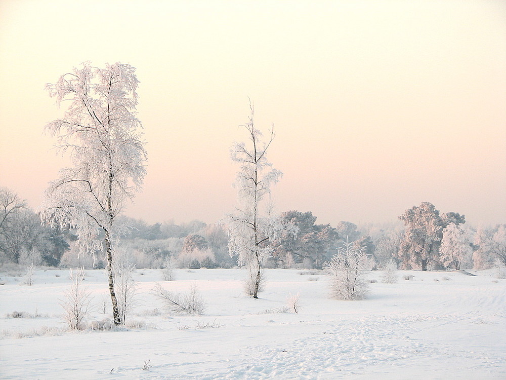 sneeuw landschap