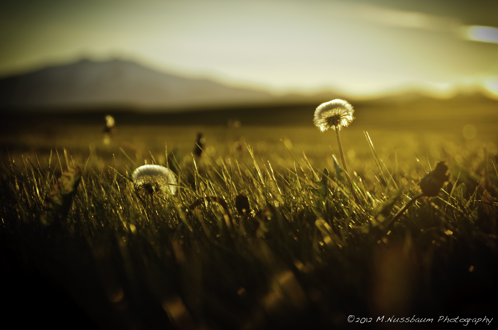 Snæfellsjökull's Golden Blowballs 2