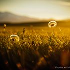 Snæfellsjökull's Golden Blowballs 2