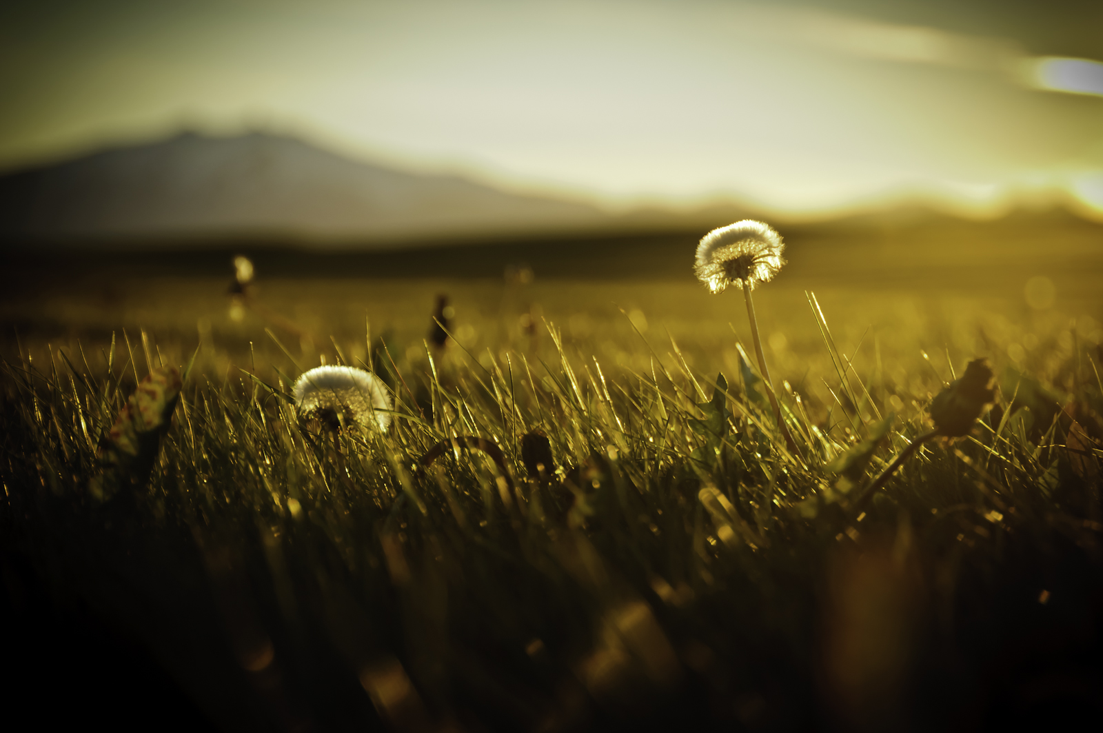 Snæfellsjökull's Golden Blowballs