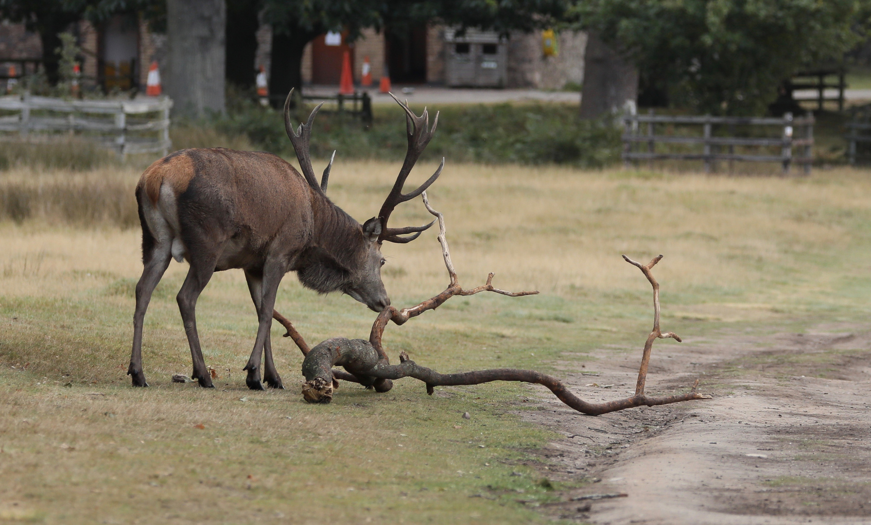 Sniff out those Wooden Antlers