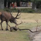 Sniff out those Wooden Antlers