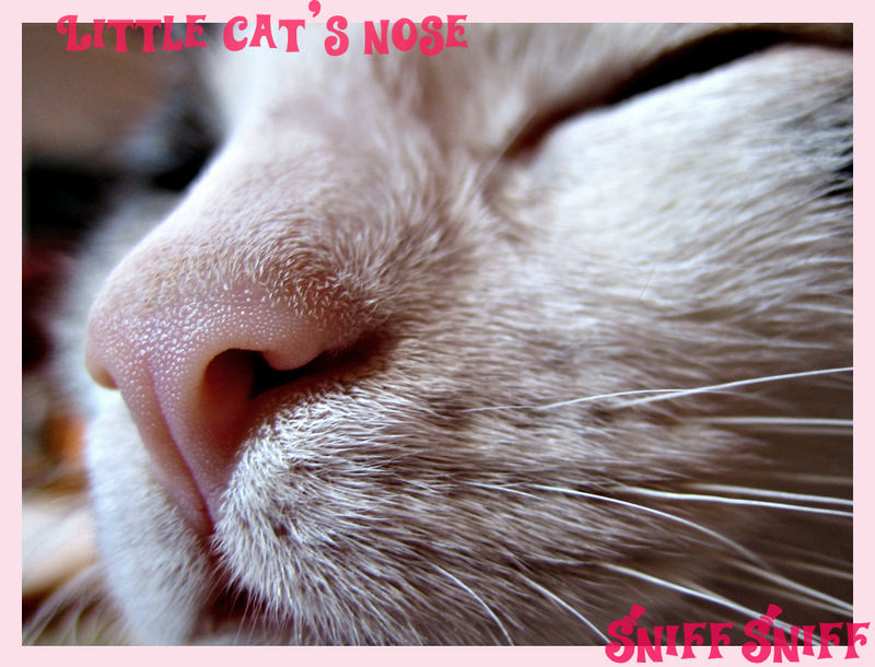 | Sniff Sniff little cat |