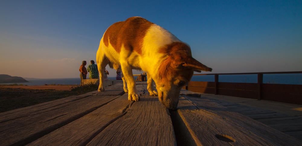 sniffdog