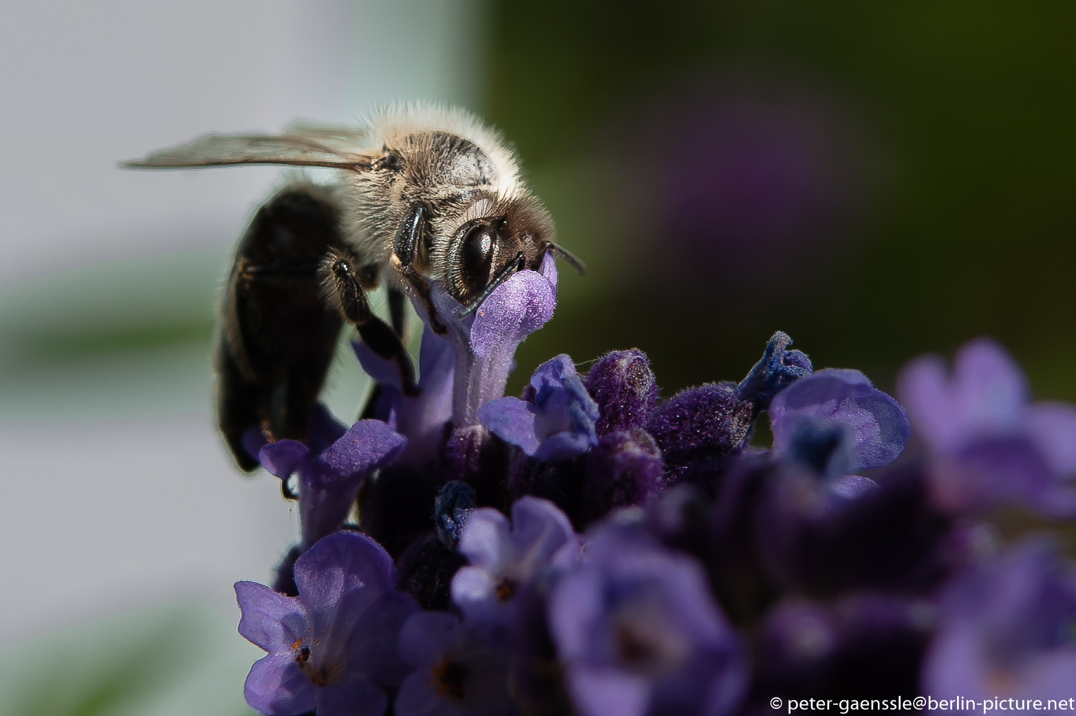 sniffing bee