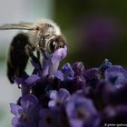 sniffing bee