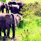 Sniffing elephant, Masai Mara, Kenya