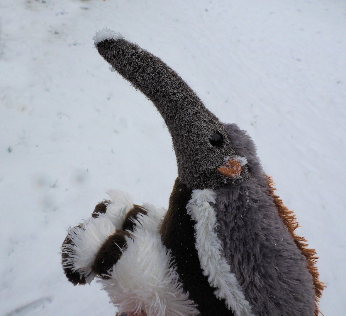 Sniffis erster Schnee … 